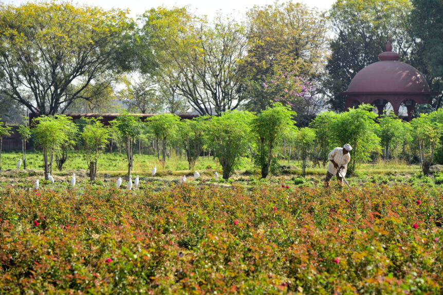 Water conservation in mixed crop field with man tending to it.