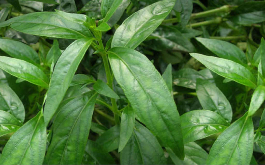Long slender green leaves of the andrographis plant.