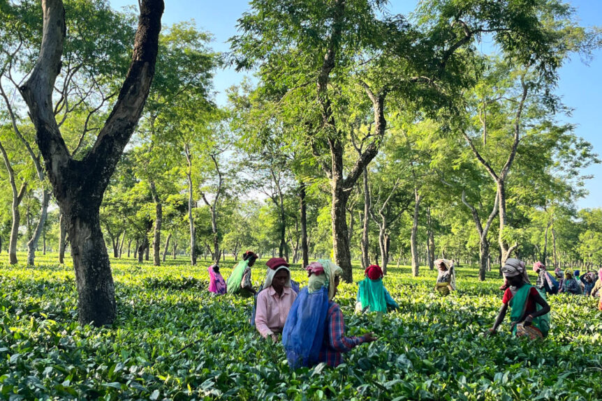 Black tea estate with farmers hand harvesting leaves.