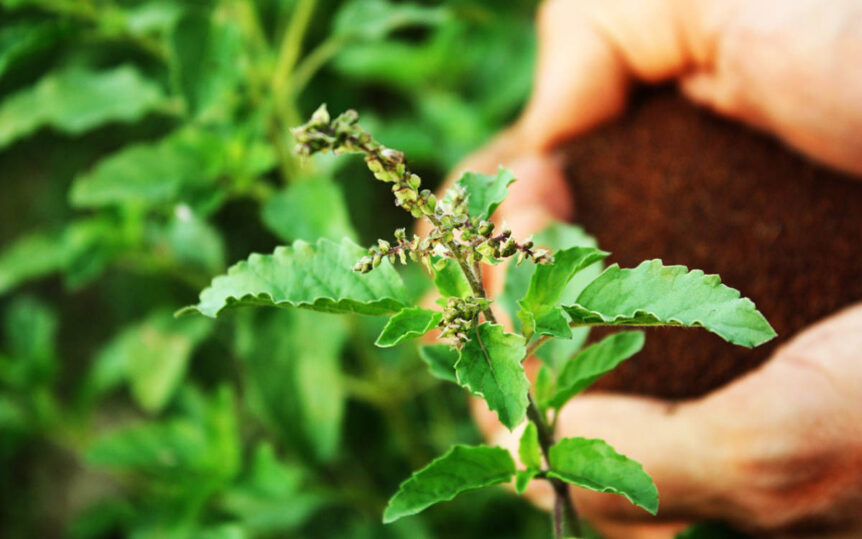 Tulsi growing in a regenerative garden