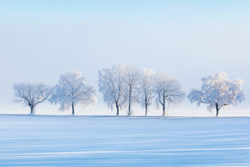 Snow and trees during winter, which is kapha season according to Ayurveda.